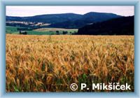 Obiln� pol��ka cestou z Ruprechtick�ho �pi��ku