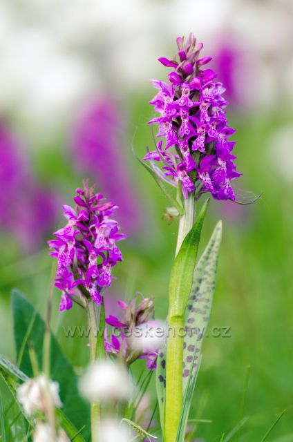 Jizerská orchidej - Prstnatec májový - chráněný
