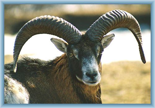 Muflon