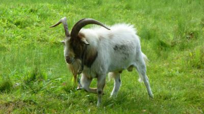 Penzion - Horská chata Světlá