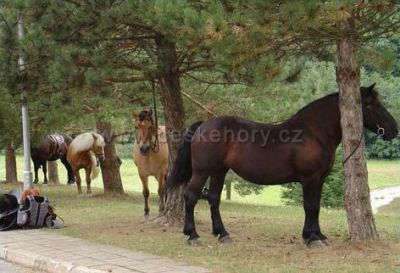 Apartmán v hotelu ActivityPark Všemina