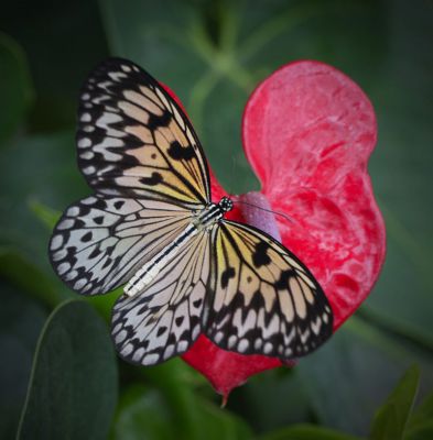 Apartmán u Klínovce