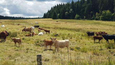 Apartmány Plešivec