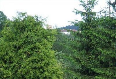 Velhartice 184 pronájem bytu