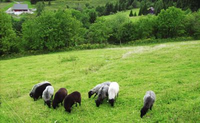 Horská bouda Bukovka