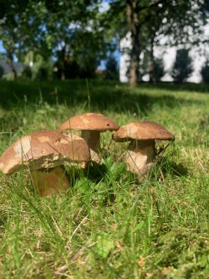 Roubenka Červená Voda