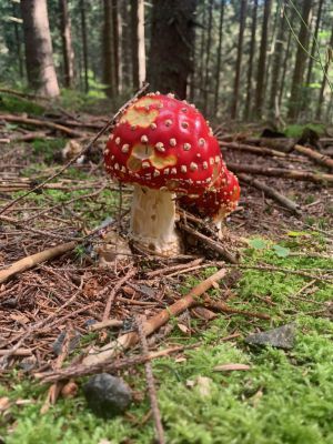 Roubenka Červená Voda