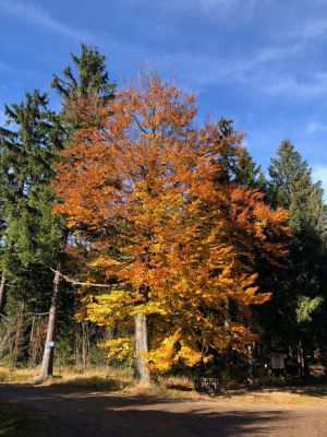 Roubenka Červená Voda