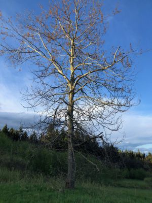 Roubenka Červená Voda