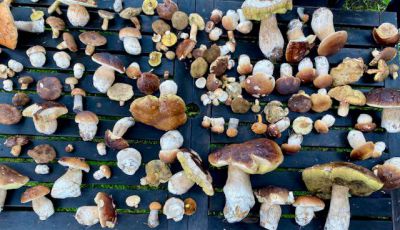 Chalupa pod Šeřínem