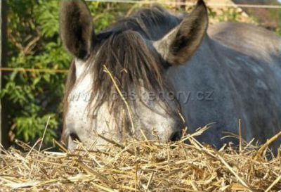 Apartmán U koňáků