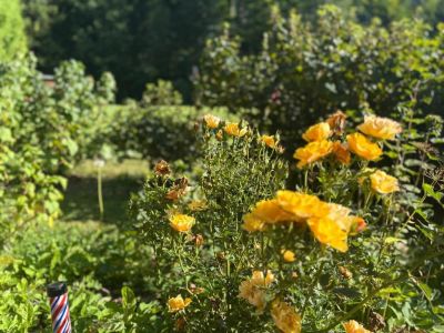 Apartmány - U Dvořáků