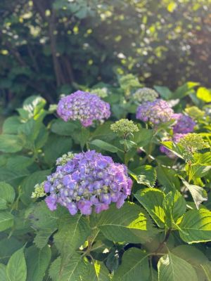 Apartmány - U Dvořáků