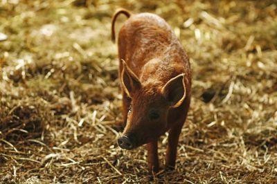 Dvůr Lískový vrch