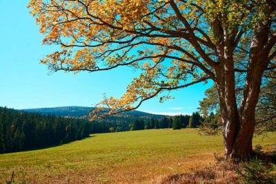 Dvůr Lískový vrch