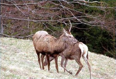 JELENÍ BOUDY - Pension ELLA