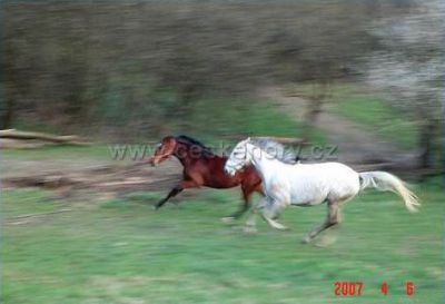 Farma Třebušín - Zababeč