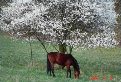 Farma Třebušín - Zababeč