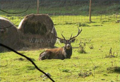 Prázdninový dům Forest