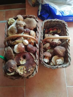 Ubytování Fuchs Tejmlov