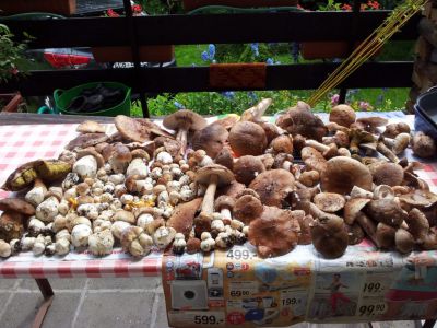 Ubytování Fuchs Tejmlov