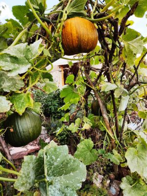 Yurt Glamping Čihadlo