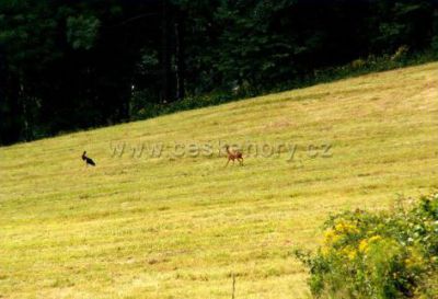 Wellness penzion Gräfenberg ***