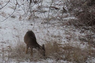 Apartmány Hájenka Nové Hutě