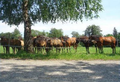 Kemp Javorová skála