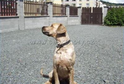 Restaurace-pension Černý orel