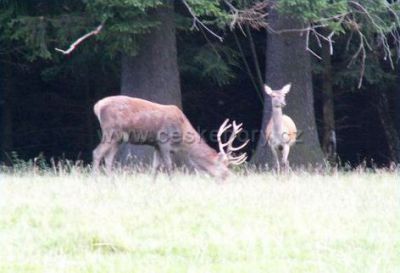 Chalupa U rybníka - Michálek