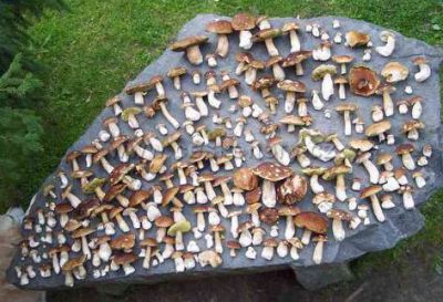 Chata Lipno s vytápěným koupacím sudem