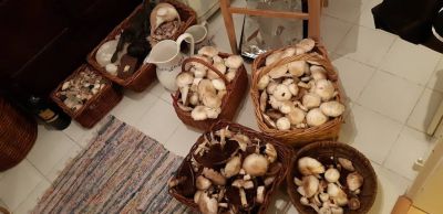 Horská chata Lusitania