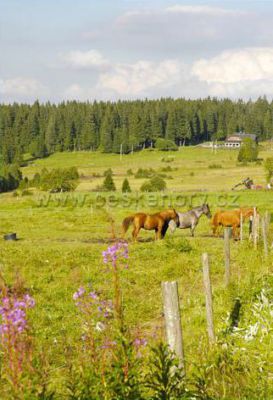 Apartmán Šumava - Petra Macková