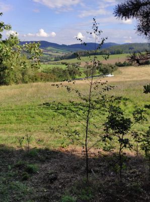 Maringotka Svítilka