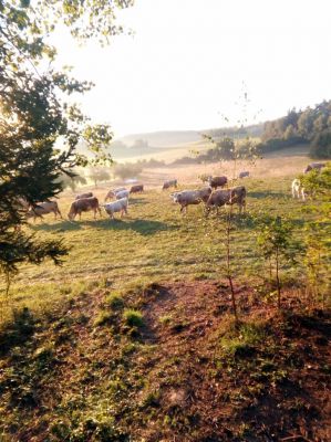 Maringotka Svítilka