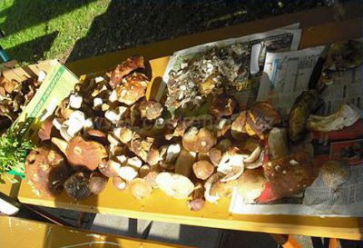 Penzion Na Hájovně - horský penzion, chalupa