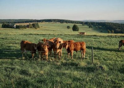 Glamping Na Malém Háji