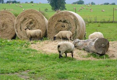 NATURA Rumburk - na Jelení farmě