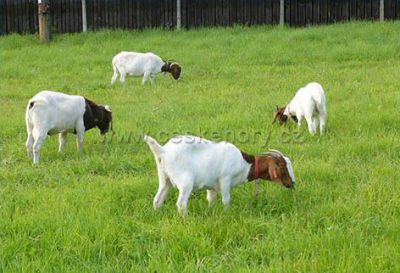 NATURA Rumburk - na Jelení farmě