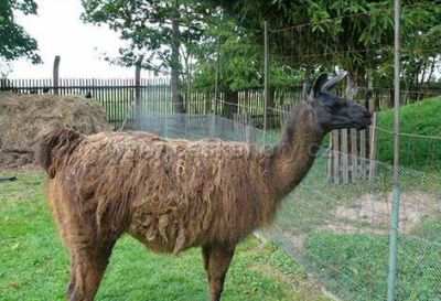 NATURA Rumburk - na Jelení farmě