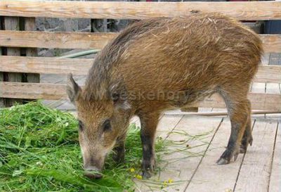 NATURA Rumburk - na Jelení farmě