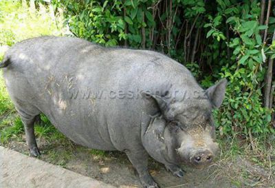 NATURA Rumburk - na Jelení farmě