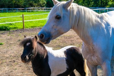 Chalupa Novákův dvůr