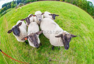 Apartmán Na samotě u lesa