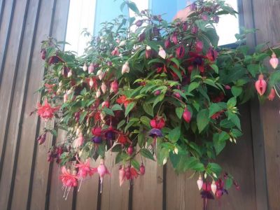 Penzion Stará Škola