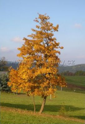 Penzion biofarma U dvou sluncí