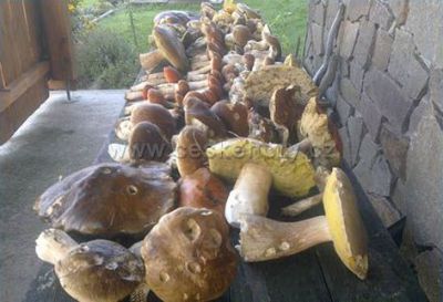 Penzion Farma Žleby