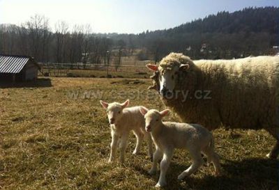 Penzion Farma Žleby