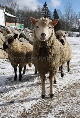 Penzion Farma Žleby